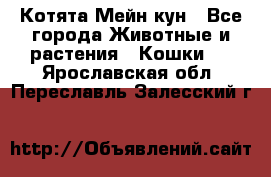 Котята Мейн кун - Все города Животные и растения » Кошки   . Ярославская обл.,Переславль-Залесский г.